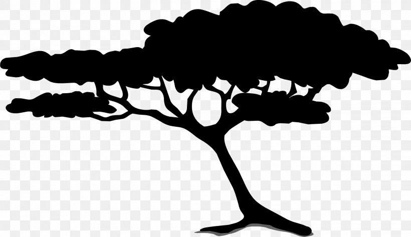 Acacia Clip Art Tree Black Locust, PNG, 2273x1312px, Acacia, Black Locust, Blackandwhite, Botany, Branch Download Free