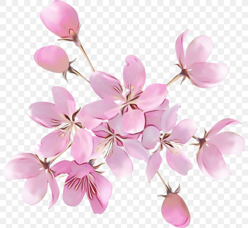 Cherry Blossom, PNG, 800x753px, Watercolor, Blossom, Branch, Cherries, Cherry Blossom Download Free