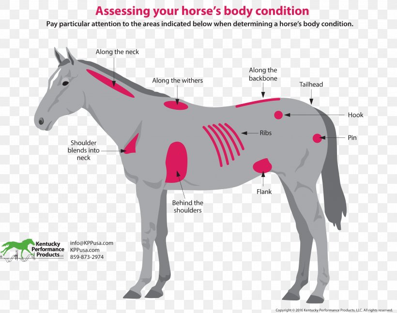 Horse & Hound Equestrian Equine Nutrition Pony, PNG, 3122x2465px, Horse, Animal, Bridle, Colt, Donkey Download Free
