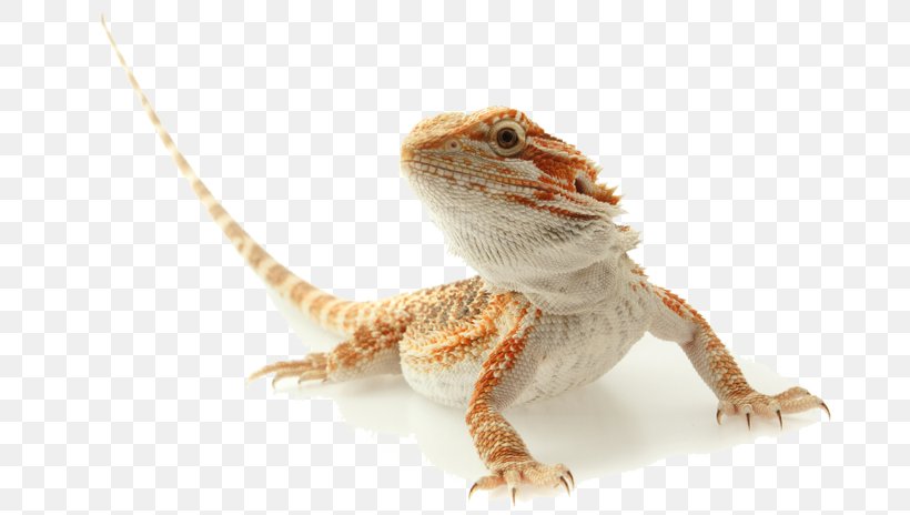 Agamas Reptile Lizard Bearded Dragon Exotic Pet, PNG, 703x464px, Agamas, Agama, Agamidae, Bearded Dragon, Dragon Lizards Download Free