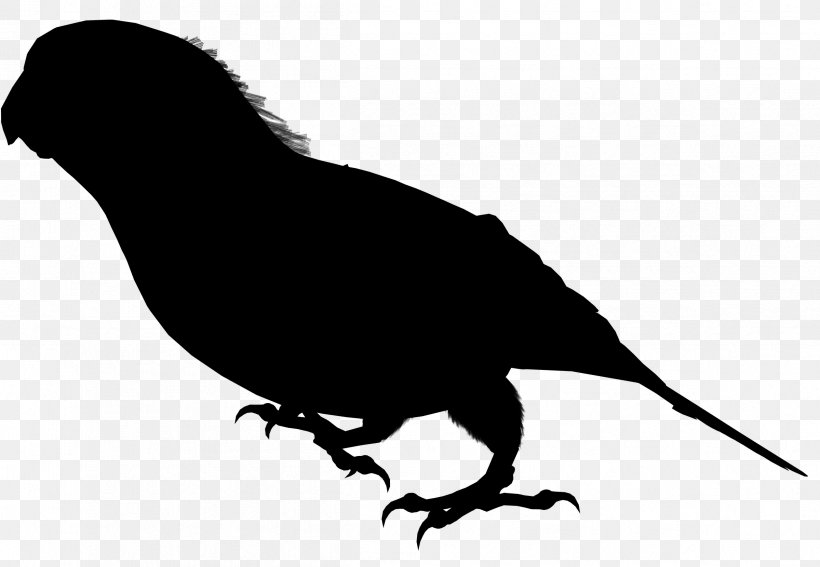 Beak Clip Art Fauna Feather Silhouette, PNG, 2399x1660px, Beak, Bird, Black, Fauna, Feather Download Free