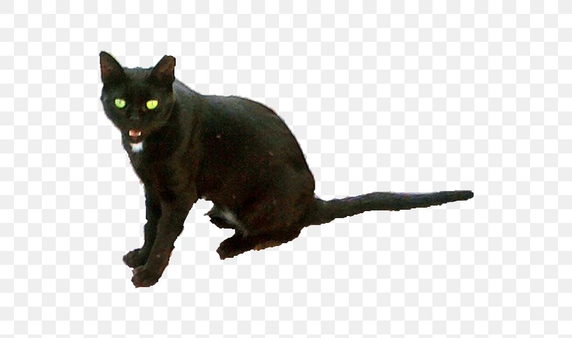 Black Cat Bombay Cat Malayan Cat German Rex Kitten, PNG, 728x485px, Black Cat, Asian, Bombay, Bombay Cat, Burmese Download Free