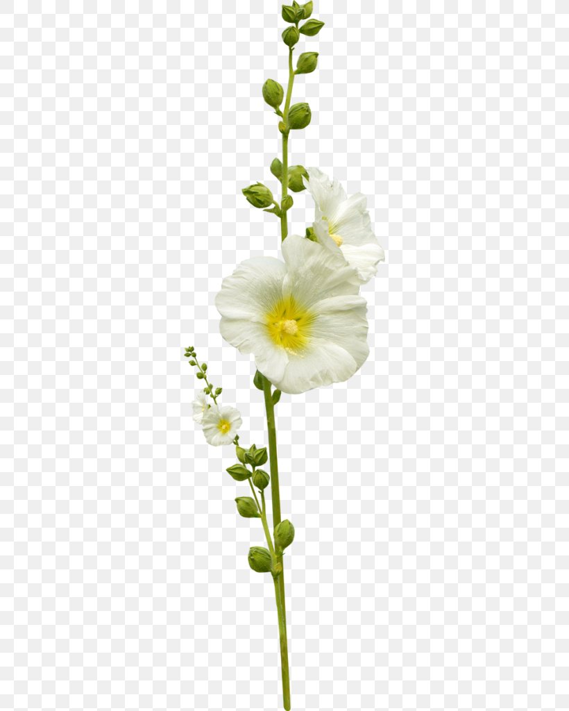Flower Leaf Photography, PNG, 290x1024px, Flower, Branch, Cut Flowers, Evening Primrose, Flora Download Free