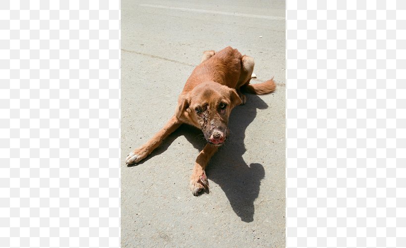 Vizsla Labrador Retriever Puppy Dog Breed Snout, PNG, 670x502px, Vizsla, Breed, Carnivoran, Crossbreed, Dog Download Free