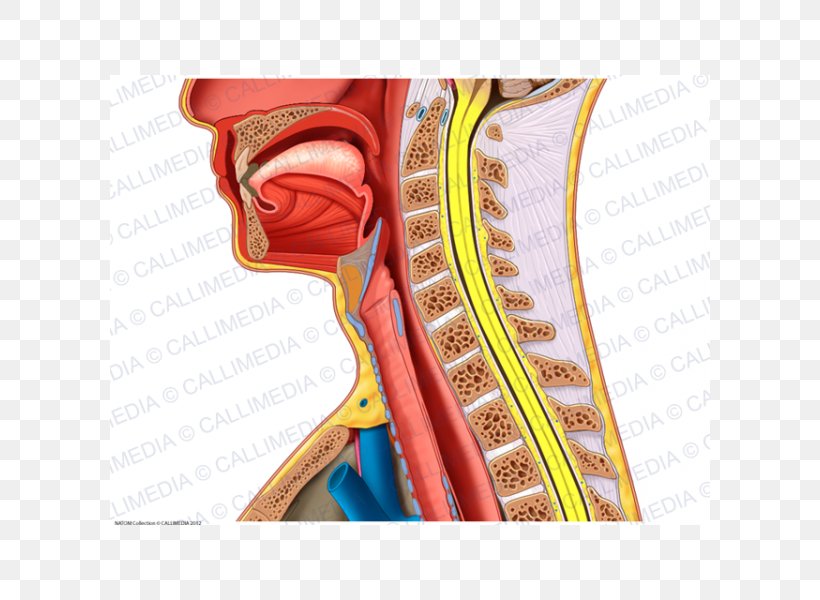 Anatomy Neck Sagittal Plane Lateral Coronal Plane, PNG, 600x600px, Watercolor, Cartoon, Flower, Frame, Heart Download Free