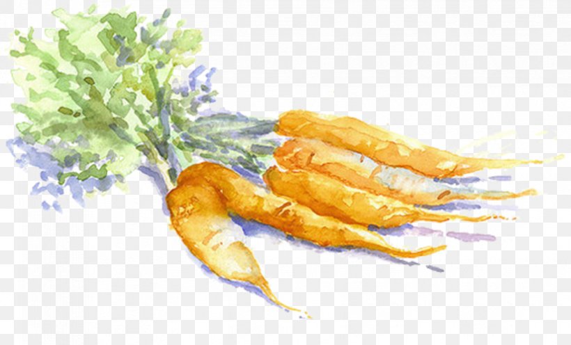 Carrot Drawing Vegetable Watercolor Painting Sketch, PNG, 825x500px, Carrot, Animal Source Foods, Art, Cuisine, Dish Download Free