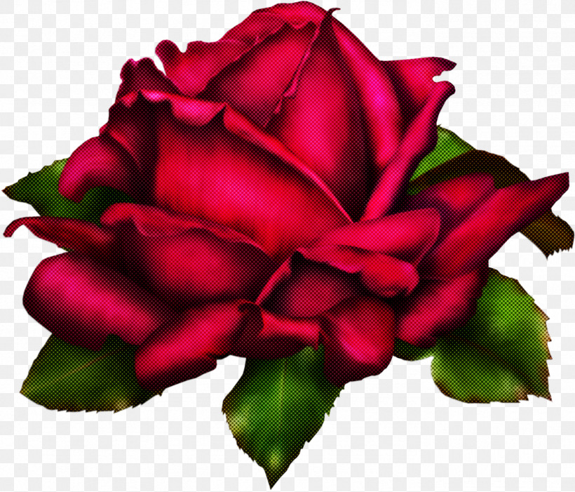 Garden Roses, PNG, 1386x1185px, Flower, Garden Roses, Hybrid Tea Rose, Petal, Pink Download Free