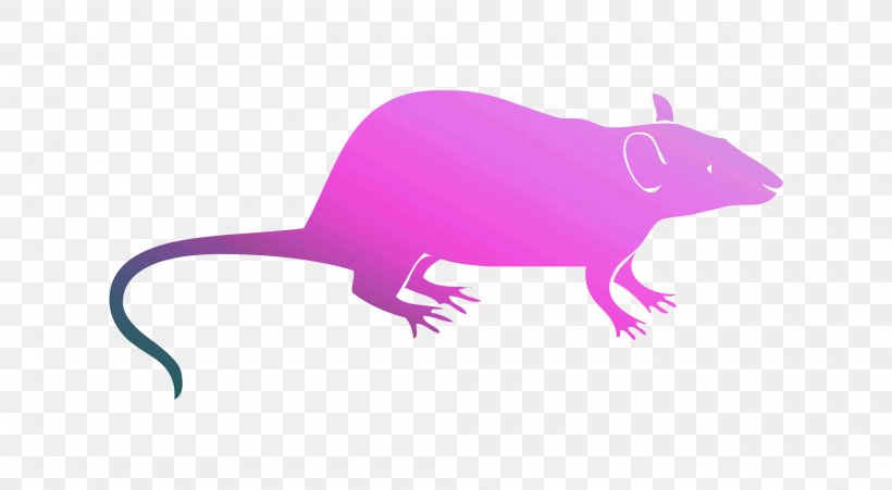 Illustration Clip Art Rodent Vector Graphics, PNG, 2000x1100px, Rat, Drawing, House Mouse, Magenta, Mouse Download Free