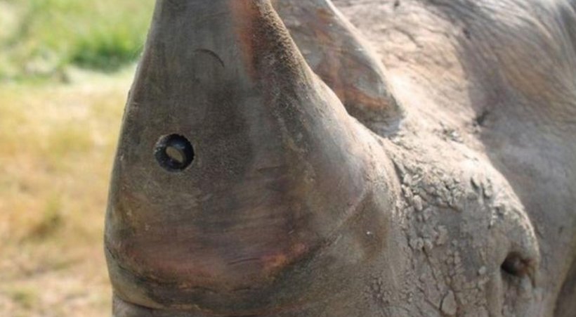 Northern White Rhinoceros Poaching Camera Horn, PNG, 1516x834px, Rhinoceros, Animal, Camera, Conservation Movement, Extinction Download Free