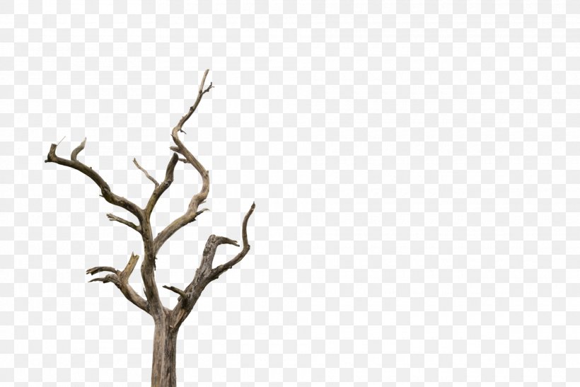 Tree Clip Art Branch Trunk, PNG, 1920x1281px, Tree, Art, Botany, Branch, Death Download Free
