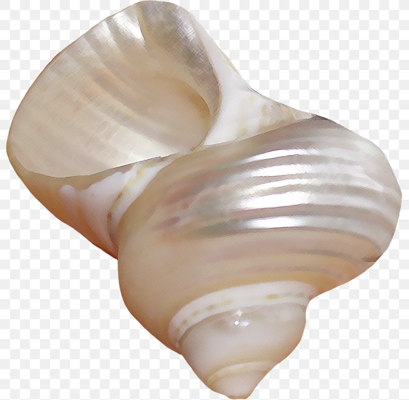 Seashell Shankha Conchology Shell Beach Tellinidae, PNG, 795x802px, Seashell, Beach, Clams Oysters Mussels And Scallops, Cockle, Conch Download Free