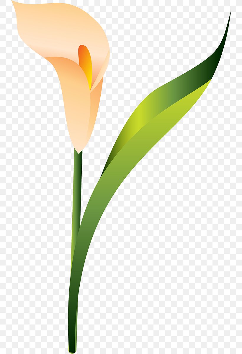 Tulip Plant Stem, PNG, 747x1200px, Tulip, Arum, Arum Lilies, Flora, Flower Download Free