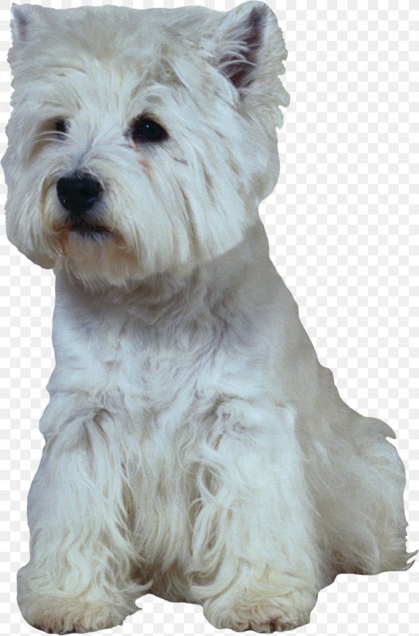 West Highland White Terrier Scottish Terrier Puppy Golden Retriever Labrador Retriever, PNG, 1053x1600px, West Highland White Terrier, Animal, Black Russian Terrier, Breed, Cairn Terrier Download Free