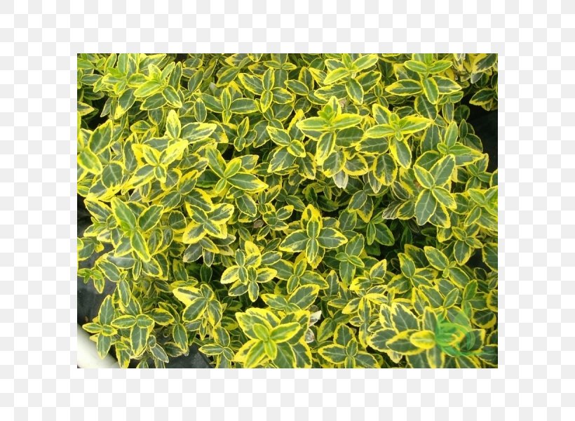 Fortune's Spindle Euonymus Japonicus Shrub Evergreen Variegation, PNG, 600x600px, Euonymus Japonicus, Burning Bush, Evergreen, Garden, Gardening Download Free