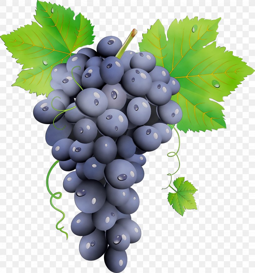 Grape Zante Currant Seedless Fruit Bilberry Blueberry, PNG, 4104x4399px, 2018, Grape, Berry, Bilberry, Blueberry Download Free