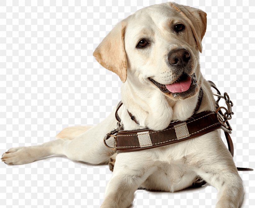 Labrador Retriever Puppy Guide Dog Companion Dog Dog Breed, PNG, 1200x980px, Labrador Retriever, Assistance Dog, Carnivoran, Companion Dog, Dog Download Free