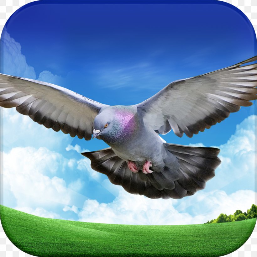 Move IOS Android Columbidae, PNG, 1024x1024px, Android, Animal, Beak, Bird, College Download Free