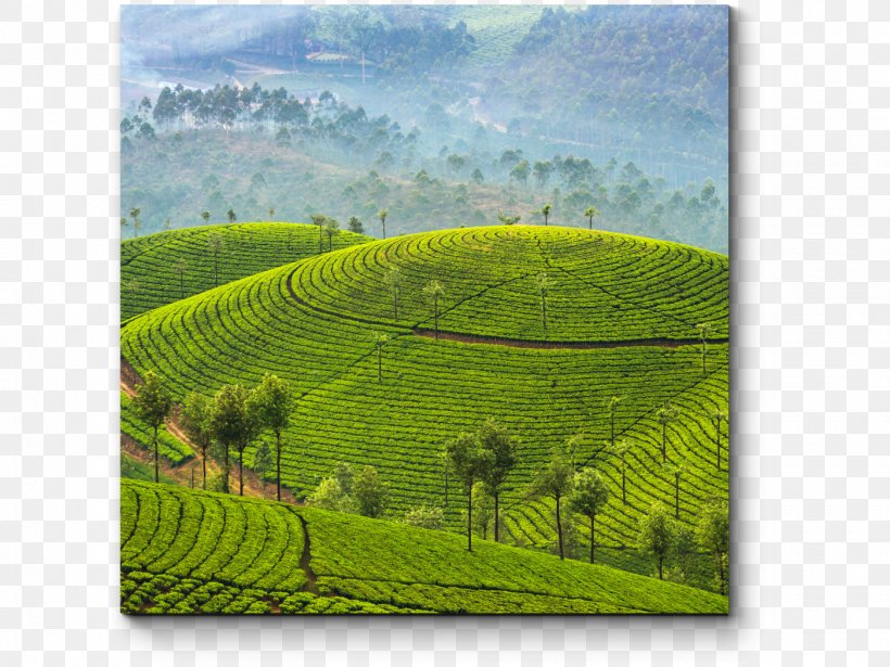 Munnar Kochi Kumarakom Package Tour Tea, PNG, 1400x1050px, Munnar, Agriculture, Crop, Farm, Field Download Free