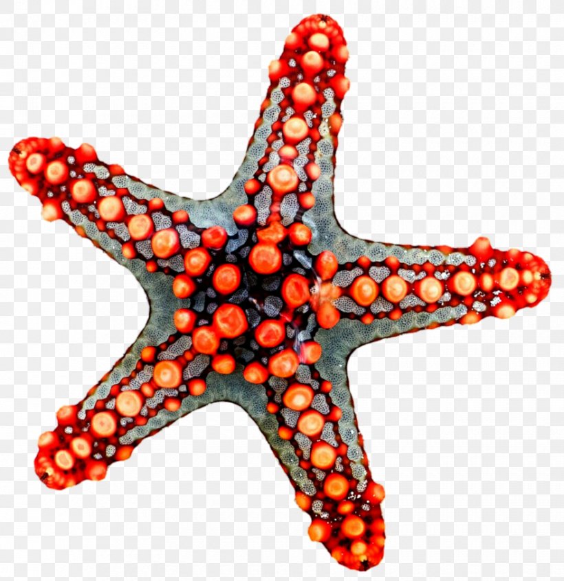Starfish Amazing Dive Art 51 Scuba Seashell, PNG, 880x908px, Starfish, Animal Figure, Art, Artist, Body Jewellery Download Free