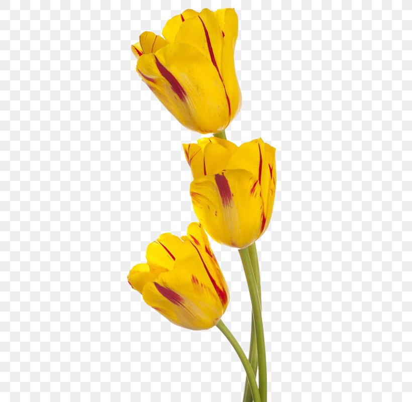 Tulip Yellow Flower Download Stock Photography, PNG, 800x800px, Tulip, Bud, Color, Cut Flowers, Flower Download Free