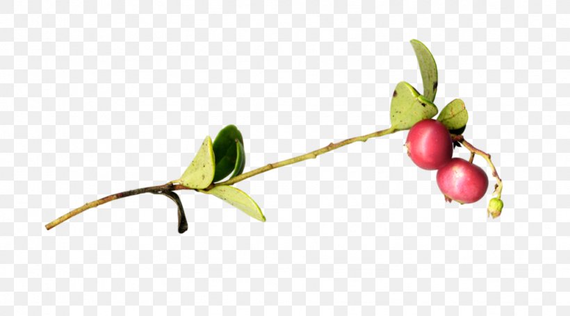 Twig Plant Stem Leaf, PNG, 1024x569px, Twig, Berry, Branch, Food, Fruit Download Free