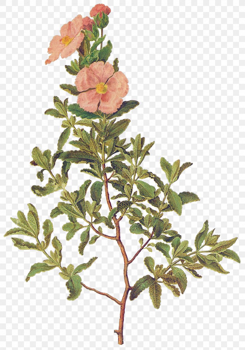 Cistus Albidus Gottorfer Codex Botanical Illustration Shrub Botany, PNG, 1374x1959px, Gottorfer Codex, Botanical Illustration, Botany, Branch, Cistus Download Free