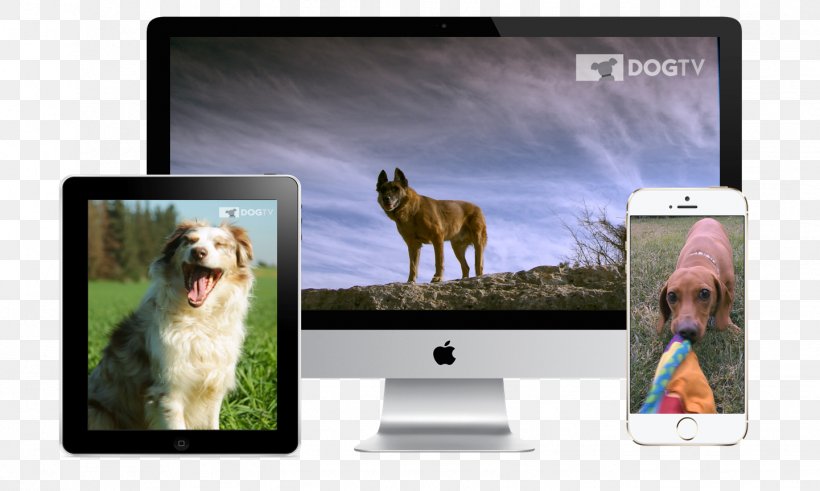 Dog TV Television Father's Day, PNG, 1441x864px, Dog, Advertising, Brand, Computer Monitor, Conformation Show Download Free
