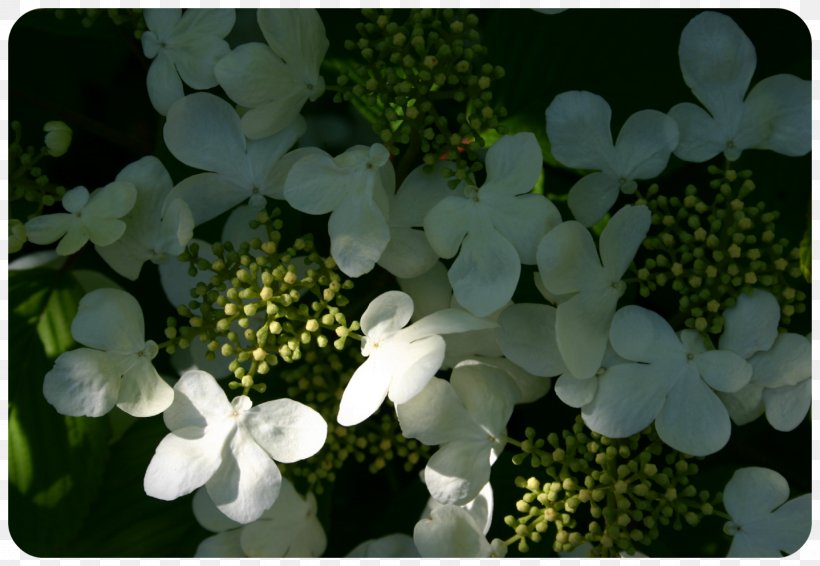 Hydrangea Viburnum Petal, PNG, 1600x1106px, Hydrangea, Cornales, Flower, Flowering Plant, Hydrangeaceae Download Free