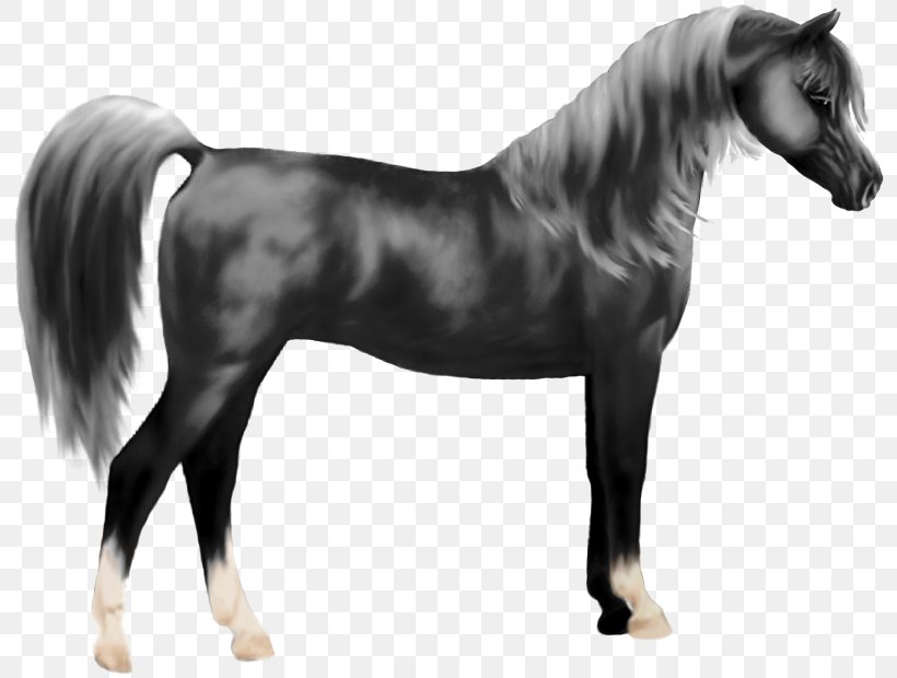 Mane Mustang Stallion Pony Halter, PNG, 800x620px, Mane, Black And White, Halter, Horse, Horse Like Mammal Download Free