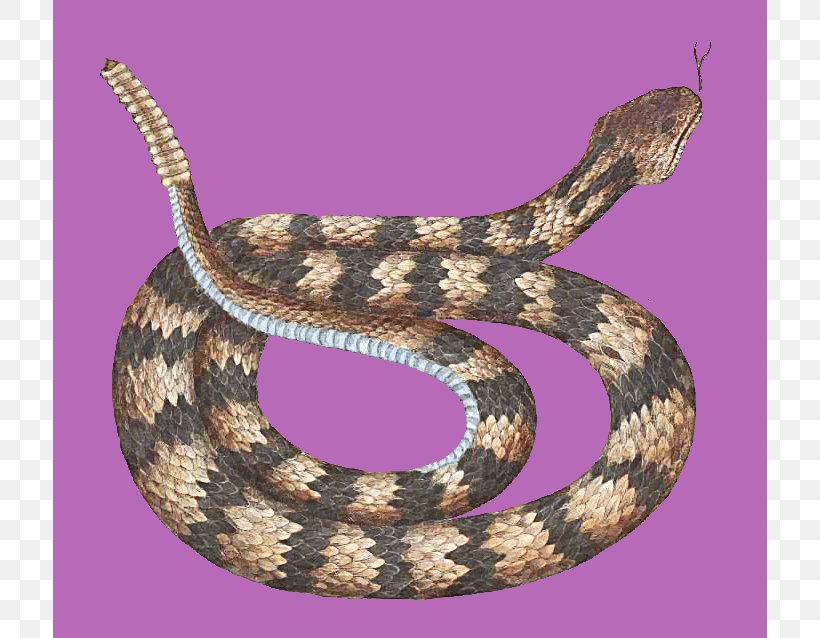 Rattlesnake Vipers Reptile Animal, PNG, 714x638px, Snake, Animal, Boas, Colubridae, Crotalus Cerastes Download Free