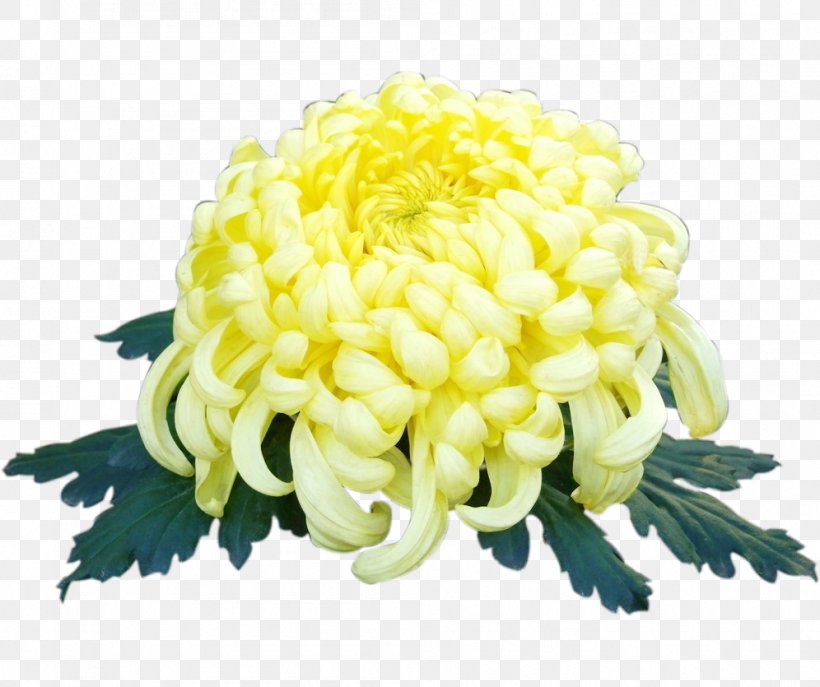 Chrysanthemum Xd7grandiflorum Yellow, PNG, 996x835px, Chrysanthemum Xd7grandiflorum, Chrysanthemum, Chrysanths, Color, Cut Flowers Download Free