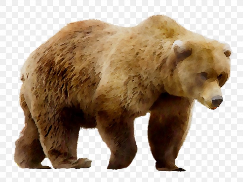 Grizzly Bear Art Painting Poster, PNG, 1538x1155px, Bear, Adaptation, Andreas Lie, Animal Figure, Art Download Free