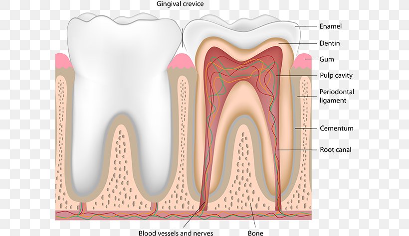 Human Tooth Pulp Dentistry Nerve Blood Vessel, PNG, 600x474px, Watercolor, Cartoon, Flower, Frame, Heart Download Free