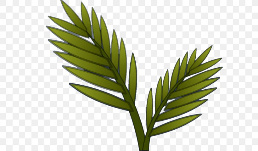 Arecaceae Herbalism Grasses Plant Stem, PNG, 800x480px, Arecaceae, Arecales, Family, Grass, Grass Family Download Free