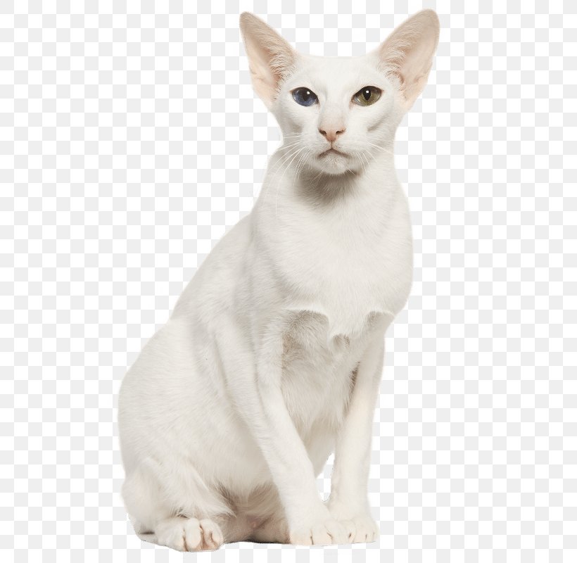 Balinese Cat Oriental Shorthair Burmilla Whiskers Domestic Short-haired Cat, PNG, 800x800px, Balinese Cat, Asia, Asian, Asian People, Balinese Download Free
