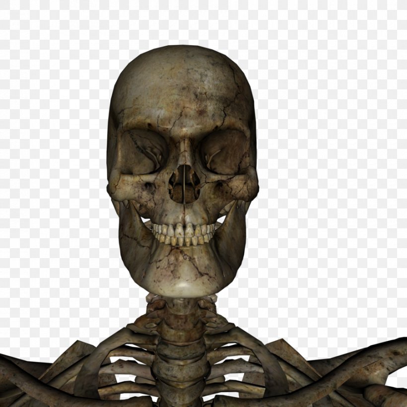 Bone Skeleton Skull Jaw Neck, PNG, 900x900px, Bone, Head, Jaw, Neck, Skeleton Download Free