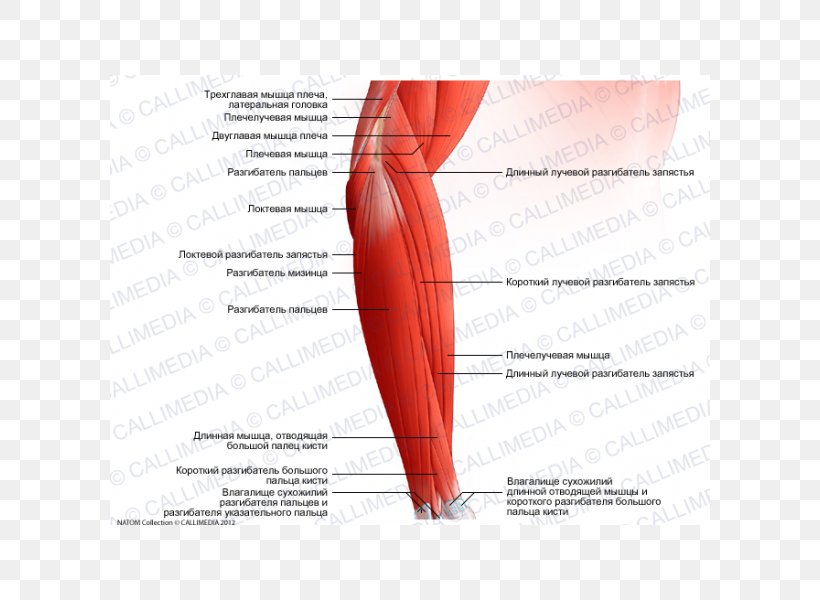 Brachialis Muscle Forearm Brachioradialis Elbow, PNG, 600x600px, Watercolor, Cartoon, Flower, Frame, Heart Download Free