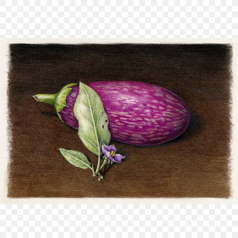 Eggplant Drawing Botany Vegetable, PNG, 900x901px, Eggplant, Apple, Art, Botanical Illustration, Botanical Illustrator Download Free
