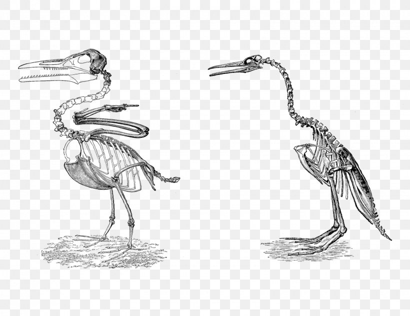 Hesperornis Bird Ichthyornis Hesperornithes Penguin, PNG, 1600x1236px, Hesperornis, Anatomy, Artwork, Avialae, Beak Download Free