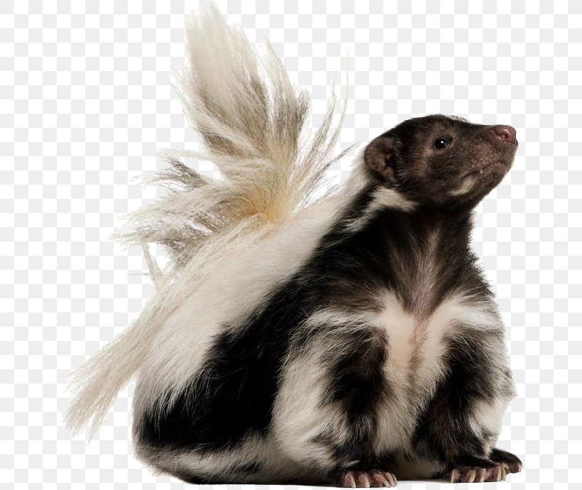 Striped Skunk Dog Cat Pet, PNG, 657x690px, Dog, Baby Pets, Cage, Cat, Exotic Pet Download Free