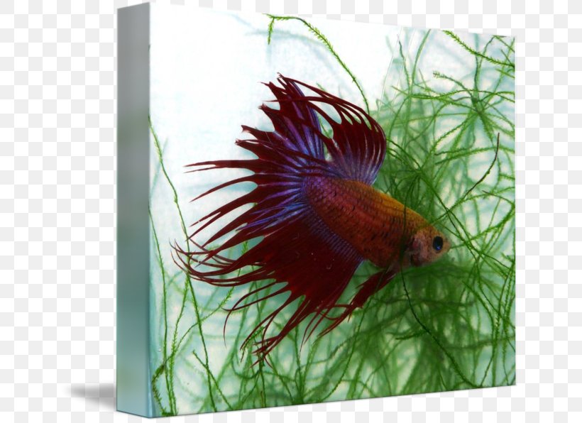 Aquariums Feather Tail Beak Fish, PNG, 650x596px, Aquariums, Aquarium, Beak, Feather, Fish Download Free