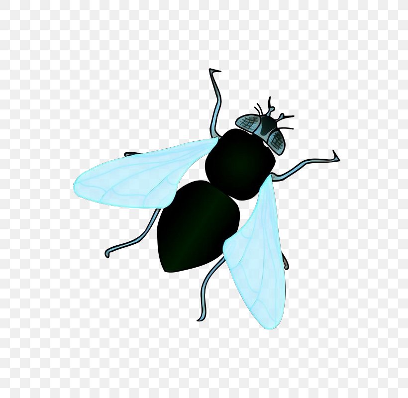Bee Cartoon, PNG, 800x800px, Housefly, Beetle, Black Fly, Blister Beetles, Blowflies Download Free