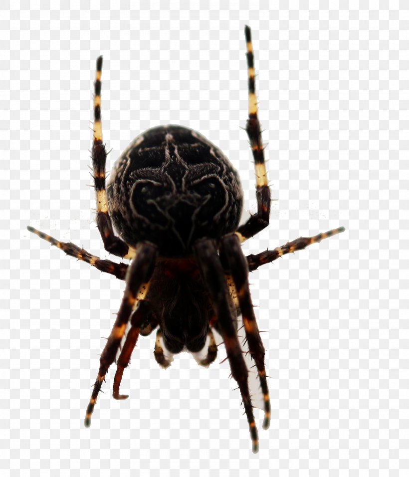European Garden Spider Barn Spider Insect Widow Spiders, PNG, 1590x1854px, European Garden Spider, Animal, Arachnid, Araneus, Araneus Cavaticus Download Free