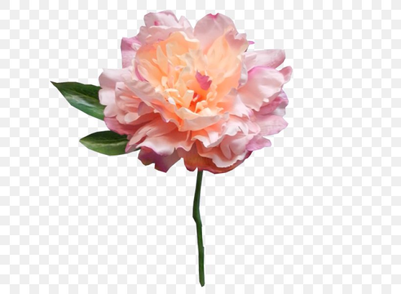 Peony Pink Artificial Flower Cut Flowers, PNG, 800x600px, Peony, Artificial Flower, Color, Cut Flowers, Floristry Download Free