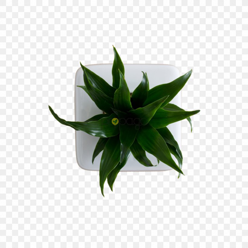 Plant Flowerpot Leaf Agave INAV DBX MSCI AC WORLD SF, PNG, 992x992px, Plant, Agave, Flowerpot, Inav Dbx Msci Ac World Sf, Leaf Download Free