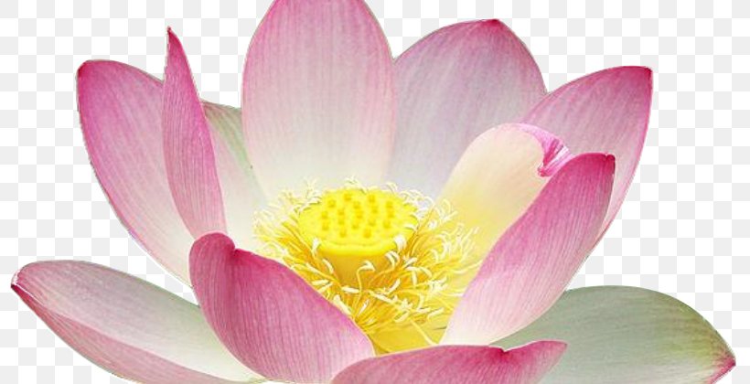 Sacred Lotus Clip Art Psd Image, PNG, 800x420px, Sacred Lotus, Aquatic Plant, Blossom, Close Up, Egyptian Lotus Download Free