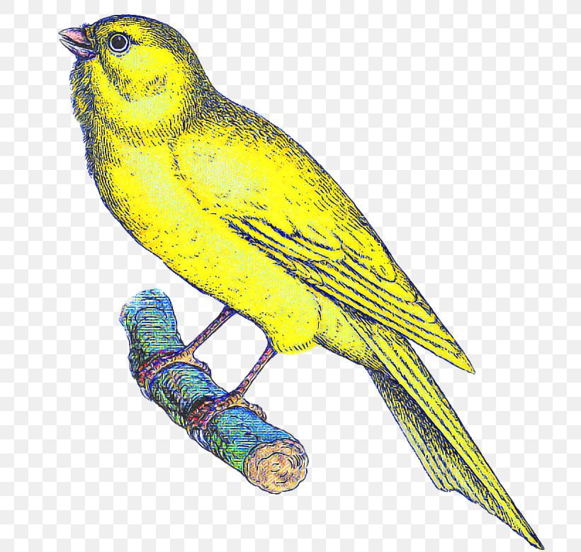 Bird Beak Atlantic Canary Songbird Yellow, PNG, 730x779px, Bird, Atlantic Canary, Beak, Budgie, Canary Download Free