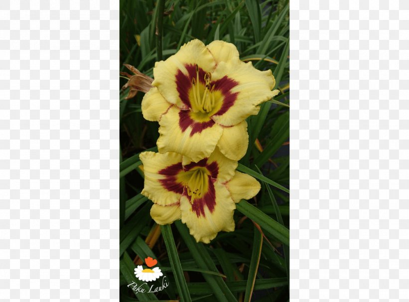 Cut Flowers Daylily, PNG, 1000x740px, Cut Flowers, Daylily, Flower, Flowering Plant, Iris Download Free