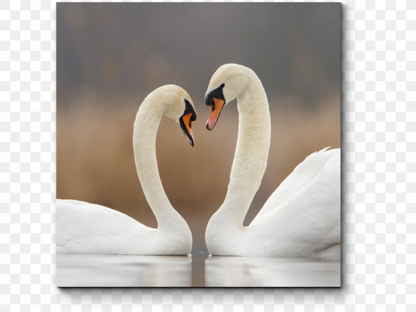 Cygnini Bird Desktop Wallpaper Love Enchanting The Swan, PNG, 1400x1050px,  Cygnini, Beak, Bird, Ducks Geese And