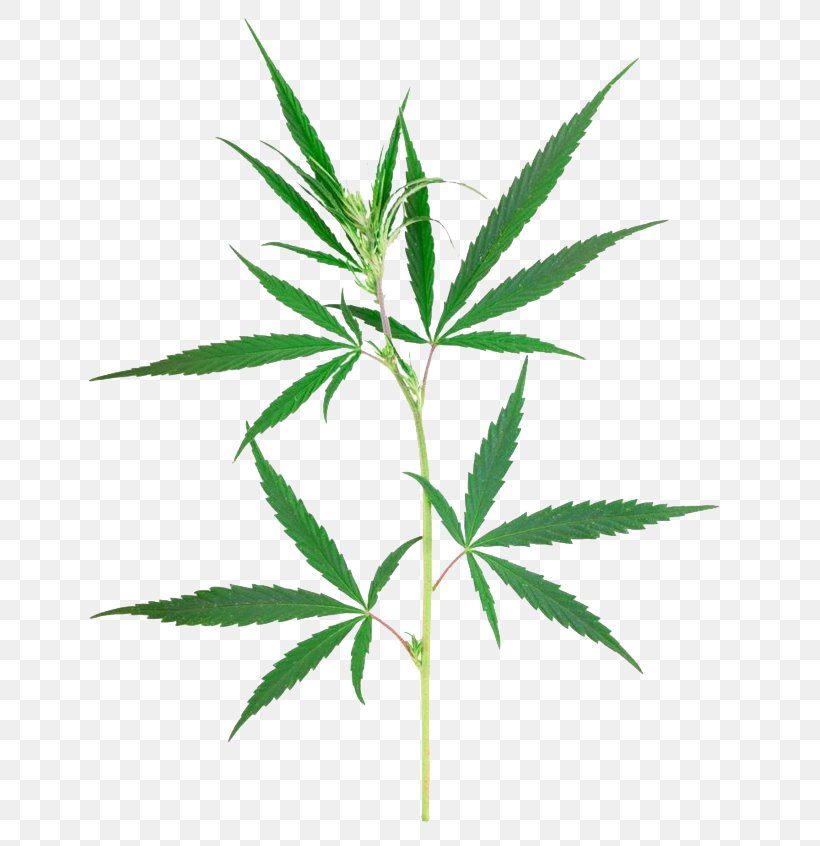 Cannabis Sativa Marijuana Plant, PNG, 650x846px, Cannabis, Cannabis In India, Cannabis In Papua New Guinea, Cannabis Sativa, Flowering Plant Download Free